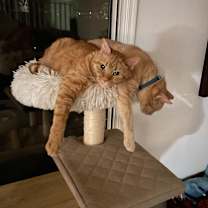 Thumbnail photo of Zelda and Rey #2