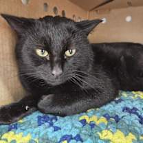 Thumbnail photo of Nero #1