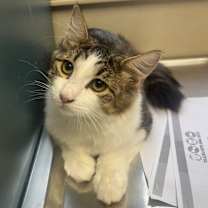 Thumbnail photo of TUSC-Stray-83032 #3