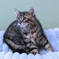 Thumbnail photo of Jesse C25-317 #3