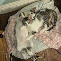 Thumbnail photo of Willow #2