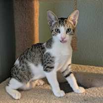 Thumbnail photo of Willow #3