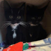 Thumbnail photo of Copycat #3