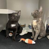 Thumbnail photo of Ruby #2