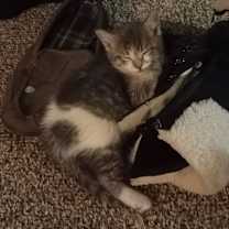 Thumbnail photo of Yaga #2