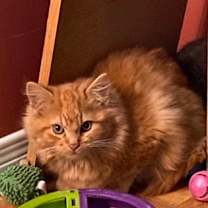 Thumbnail photo of Apple #1