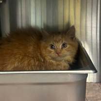 Thumbnail photo of Apple #2