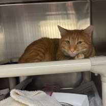 Thumbnail photo of Ron #2