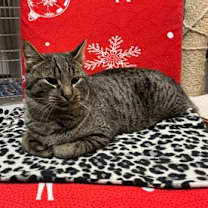 Thumbnail photo of Sorin #1