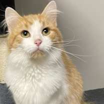 Thumbnail photo of Cupcake #1