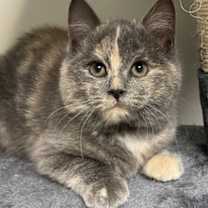 Thumbnail photo of Snicker Doodle #1