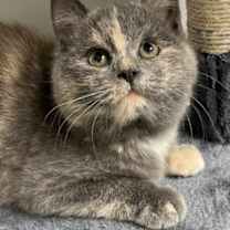 Thumbnail photo of Snicker Doodle #2