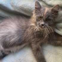 Thumbnail photo of Ruth #2