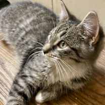 Thumbnail photo of Bumble #2