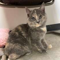 Thumbnail photo of Snicker Doodle #3