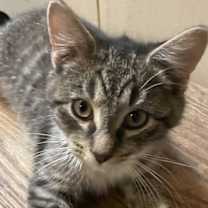 Thumbnail photo of Bumble #3