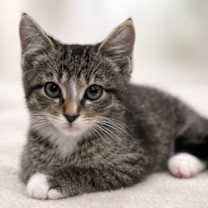 Thumbnail photo of Go Go #1