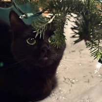 Thumbnail photo of Luna #1