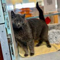 Thumbnail photo of Silver #2