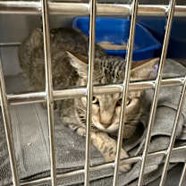 Thumbnail photo of CANDY #2