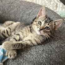 Thumbnail photo of Brownie #1