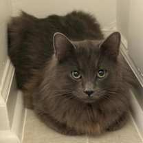 Thumbnail photo of Fondue -ADOPTED! #2