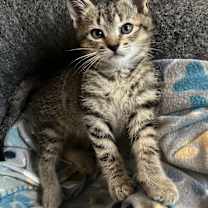 Thumbnail photo of Truffle #1