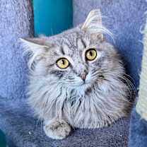 Thumbnail photo of Lord Fluffington III #3