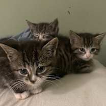 Thumbnail photo of Buckwheat #2