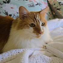 Thumbnail photo of Kricket #2