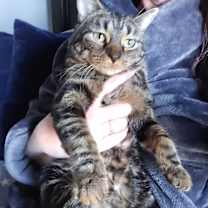 Thumbnail photo of Tiger Lily #2