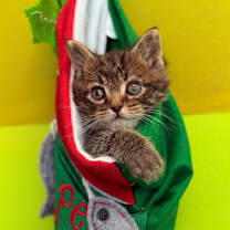 Thumbnail photo of JT #3