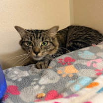 Thumbnail photo of Dixie  #2