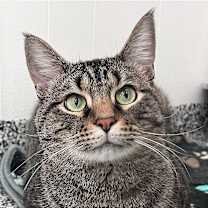 Thumbnail photo of Reginald Purrsworth #1