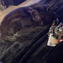 Thumbnail photo of Venus #1