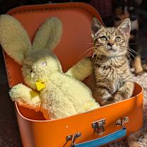 Thumbnail photo of Jane (The Little Legends) #1