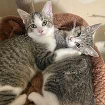 Thumbnail photo of Loki #4