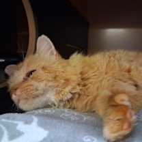 Thumbnail photo of Lewis #4