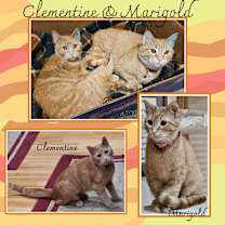 Thumbnail photo of Clementine & Marigold (BONDED) #1