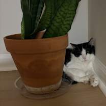 Thumbnail photo of Puddin #2