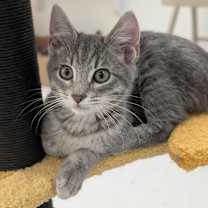 Thumbnail photo of Tinker #3