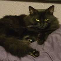 Thumbnail photo of Star #3