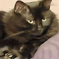 Thumbnail photo of Star #4