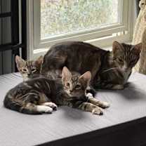 Thumbnail photo of Chai #2