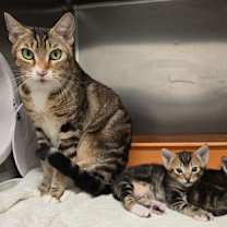 Thumbnail photo of Chai #3