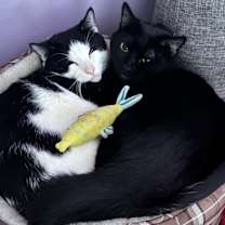 Thumbnail photo of Venus & Jax #3