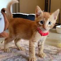 Thumbnail photo of Lionel #2