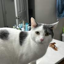 Thumbnail photo of Bubby #4