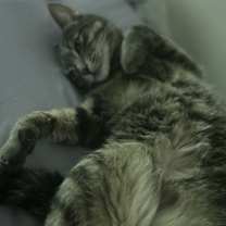 Thumbnail photo of Sophia #3