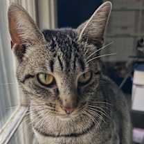 Thumbnail photo of Cleopatra #4